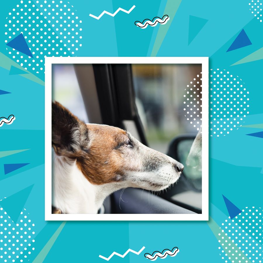 Cadeirinha para cachorro